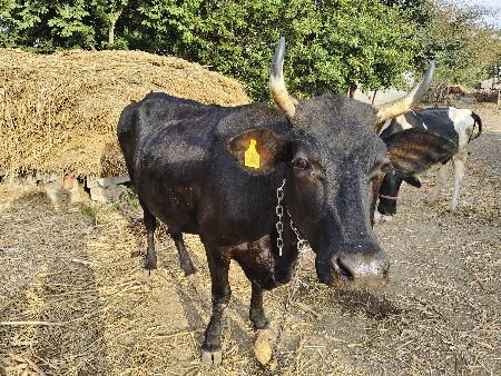 થંબનેલ 3