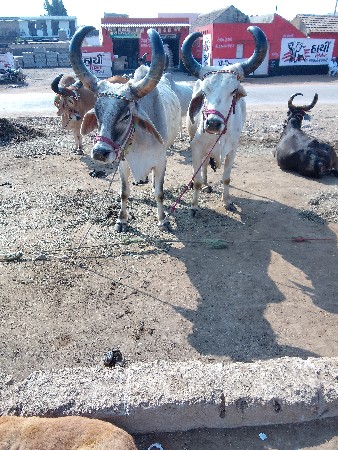 થંબનેલ 3