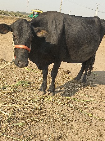 थंबनेल 3