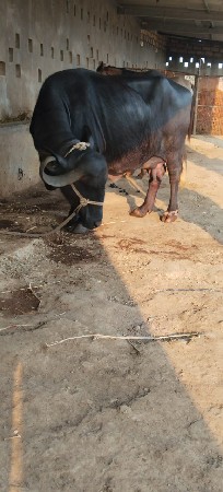 थंबनेल 2