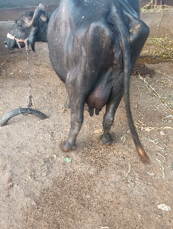 થંબનેલ 3