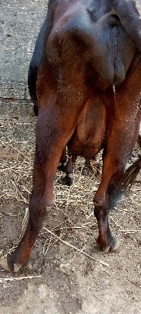 sf ગાય વેચવાની છે