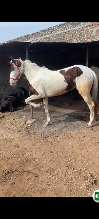 ચાલુ ઓર્ડર ની ઘોડી