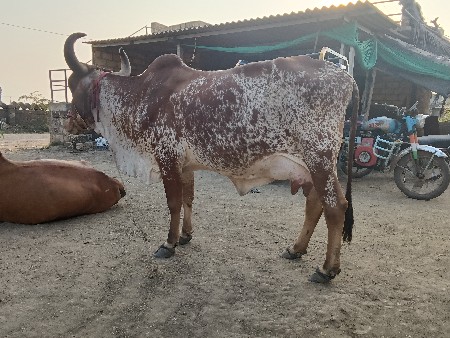 થંબનેલ 1