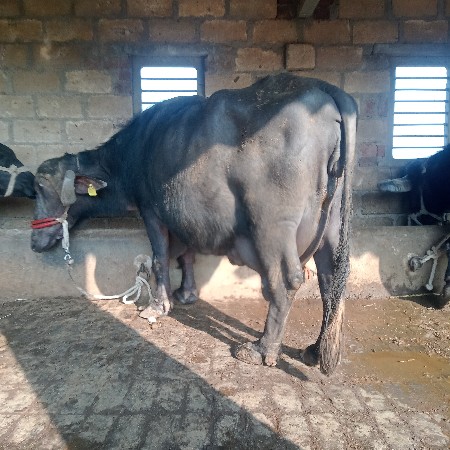 થંબનેલ 2