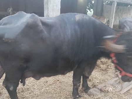 थंबनेल 2