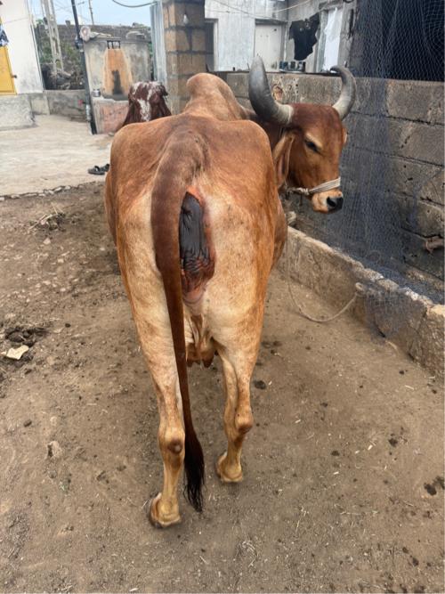 ગાય 4 કે 5 દિવસ ની કાસી