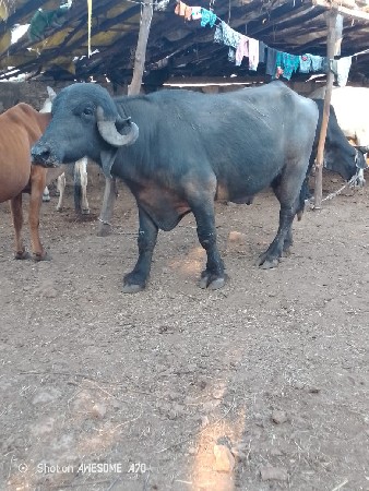 थंबनेल 3