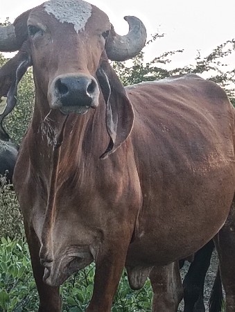ગાયવેચવાની છે