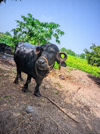 थंबनेल 3