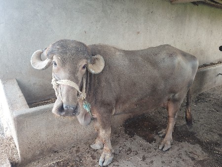 bhuri bhesh vesva ni se
ઠાલી છે