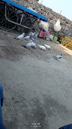 થંબનેલ 3