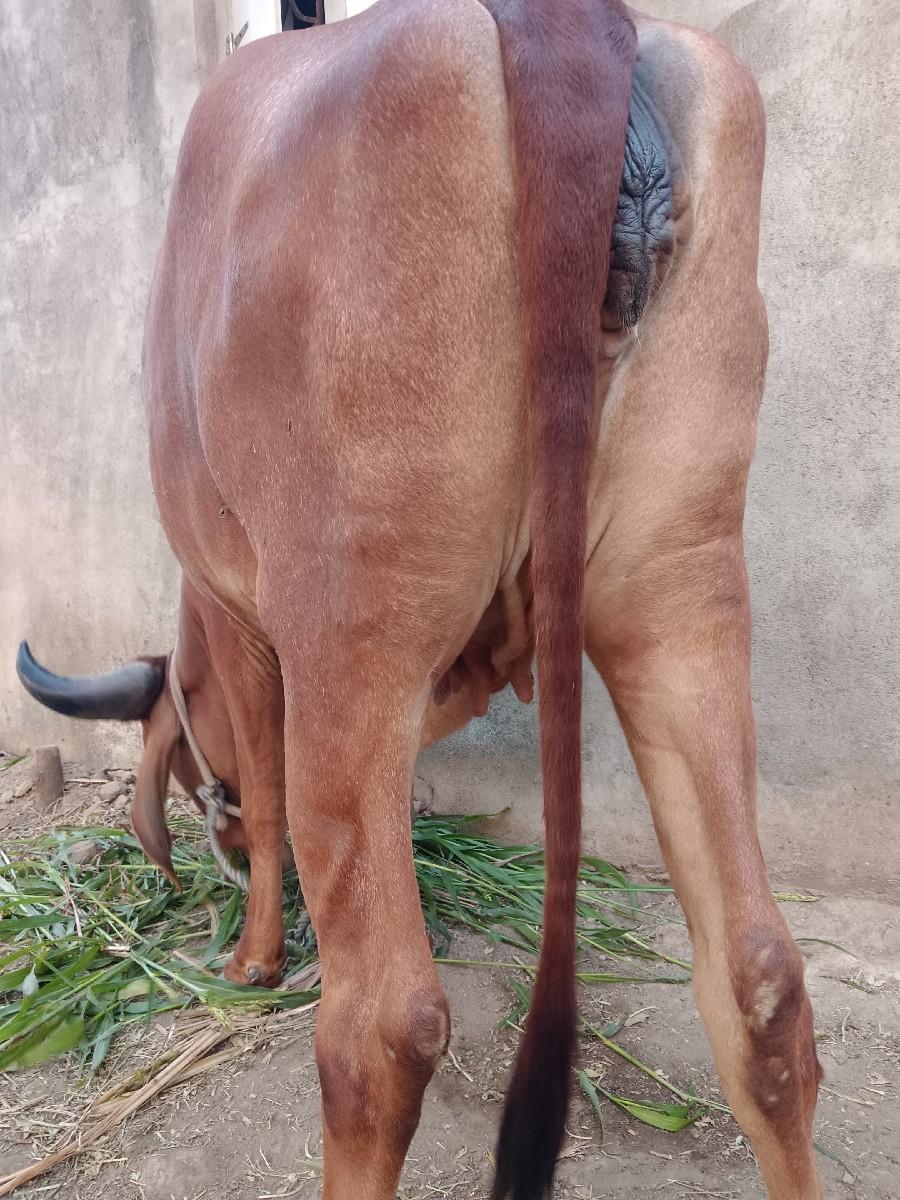 પાસાર ગાય પેશવાની છે