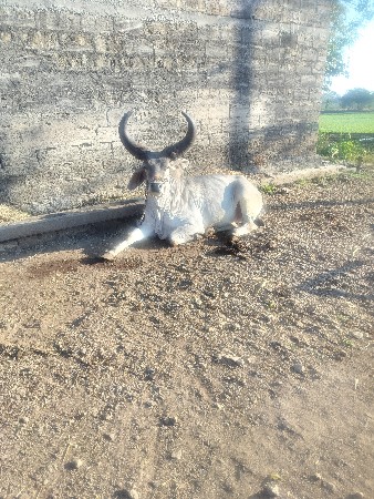 થંબનેલ 3