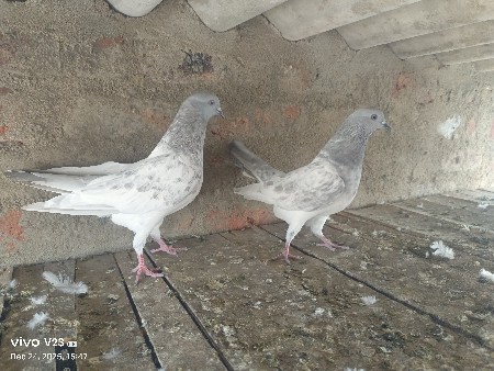 કબૂતર વેચવા ના છે