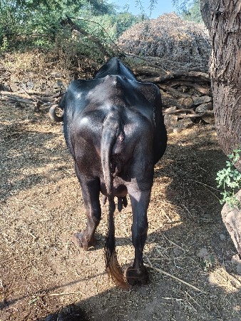 થંબનેલ 2