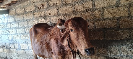 ગાય વેચવાની છે