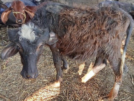 થંબનેલ 2