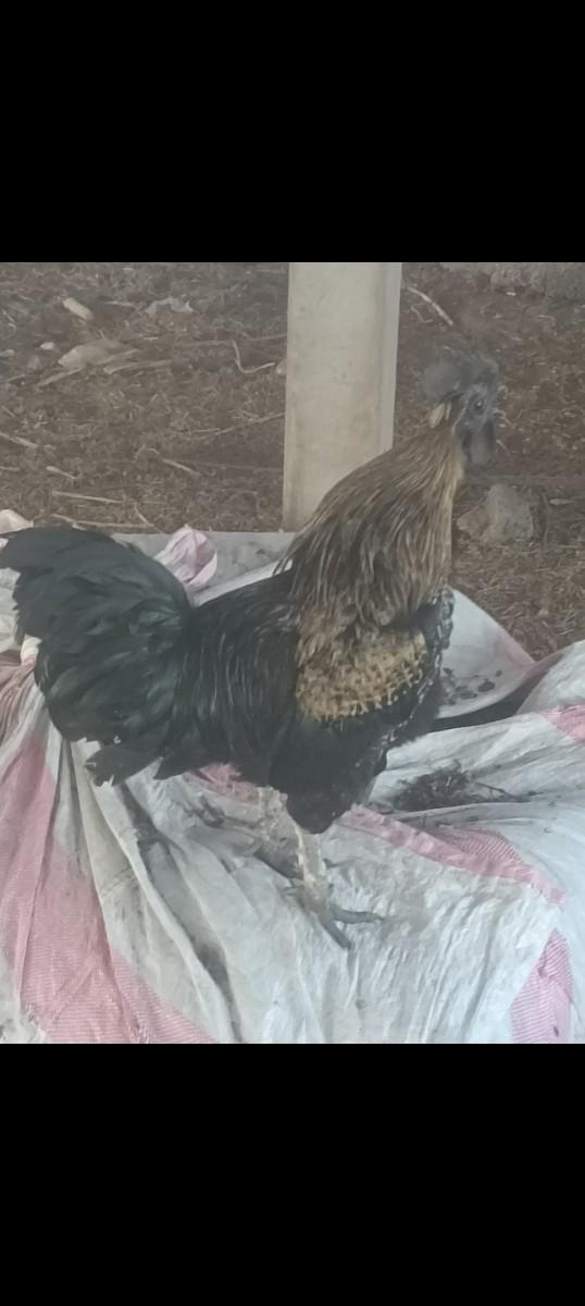 કુકડો.વેચવાનો.છે