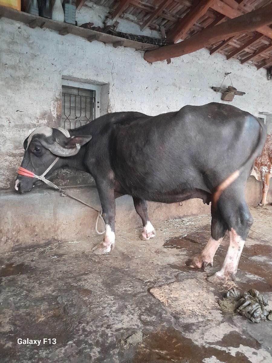 थंबनेल 2