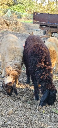 6ઘેટા1બકરો