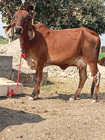 4 ગીર ગાય વેચવાની છે