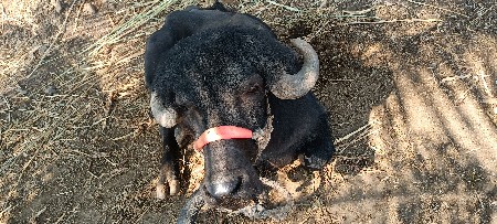 ખડેલું વેચવાનું છે