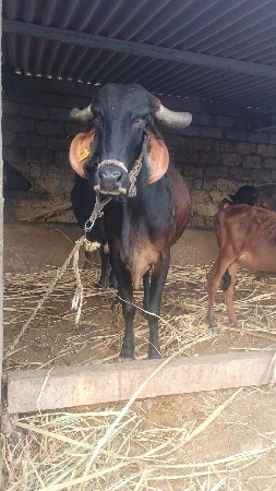 ગાય વેસવાની છે