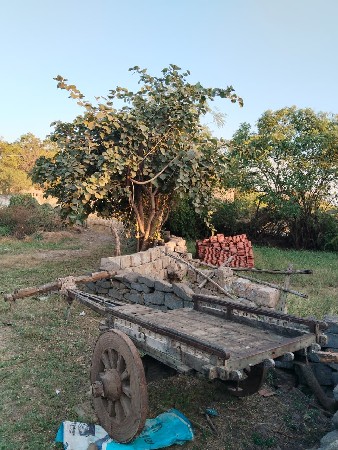 બળદ ગાડું વેચવાનું છે.