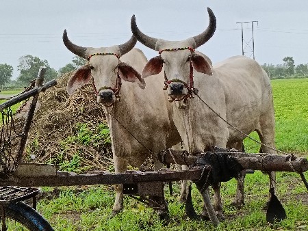 બળદ વેચવાના છે
