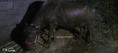 थंबनेल 3