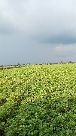 soyabij no saro vesvano che