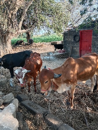 थंबनेल 3