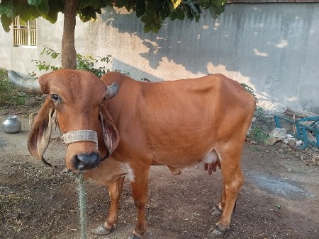 ગાય વેચવાની છે ત્રીજું વેતર વ્યાસે