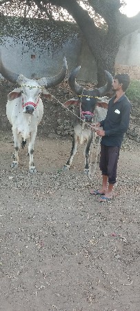 વેચવા નું છે