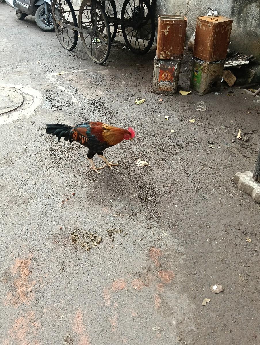 થંબનેલ 2