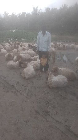 130.  ધેટાં વેચવાનું છે