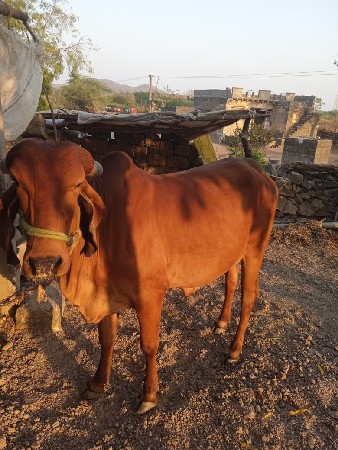 વેચવા ની ગાય