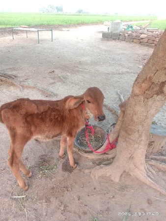 थंबनेल 2