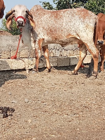 थंबनेल 3