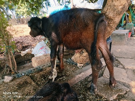 थंबनेल 2