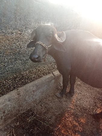 થંબનેલ 2