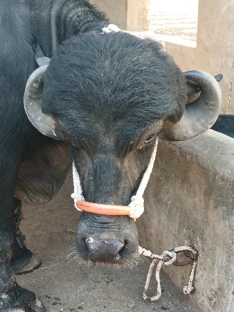 थंबनेल 3