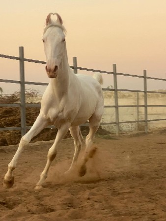 10 મહિનાનો વશેરો