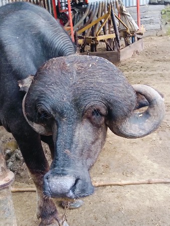 પાડો વેચવા નો છે