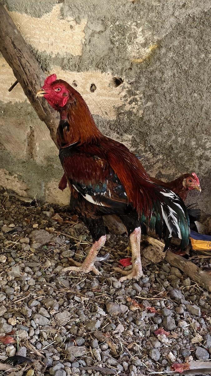 थंबनेल 2