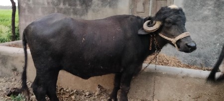 વેચવાની