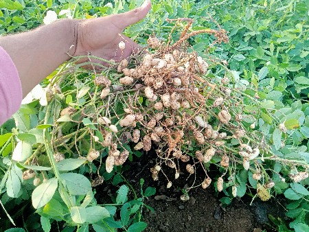 51 nabar magfali kori