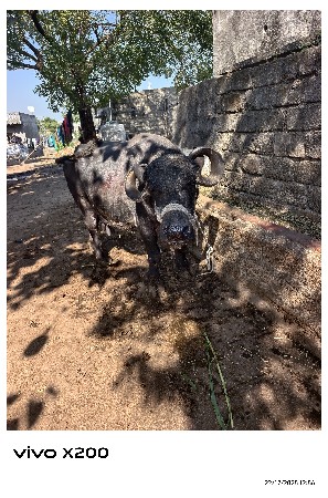 થંબનેલ 3