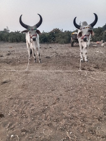 થંબનેલ 2